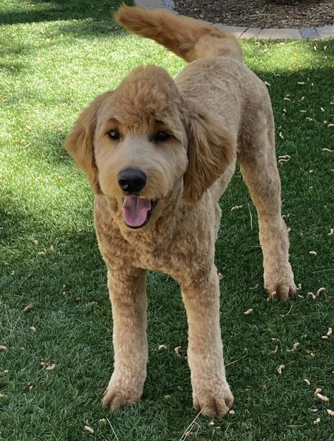 Goldendoodle Mullet Haircut, Goldendoodle Lion Haircut, Labradoodle Shaved Face, Golden Doodle Dyed Hair, Golden Doodle Mohawk Haircut, Male Goldendoodle Haircut, Female Goldendoodle Haircut, Mohawk Dog Haircut, Cute Poodle Haircut