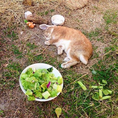 Sleepy bunny Bunny Lady, Sleeping Bunny, Bunny Care, Cute Buns, Bun Bun, Fluffy Bunny, House Rabbit, Bunny Pictures, Bunny Lovers