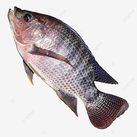 Fish Tilapia, Beautiful Tropical Fish, Fish Png, Tilapia Fish, Image Of Fish, Fish Background, Water Sculpture, Apple Picture, Sunset Canvas Painting