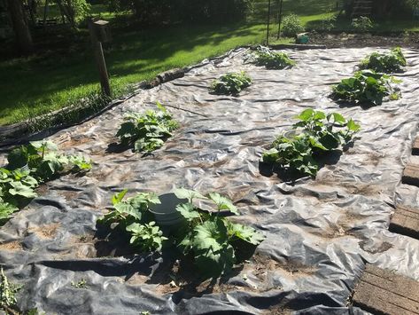 Diy Pumpkin Patch Garden, Pumpkin Patch Diy, Self Watering Garden, Five Gallon Bucket, Watering Garden, Pumpkin Field, Garden Bed Layout, Watermelon Plant, Planting Pumpkins