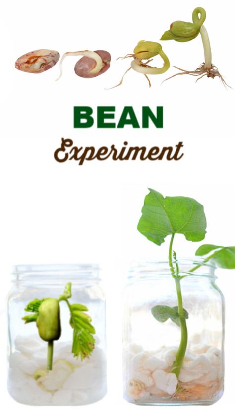 Experiment for kids- grow a magic beanstalk. #beaninabagexperiment #beaninajar #beanexperimentkids #springcraftsforkids #growingajeweledrose #scienceexperimentskids Lima Bean Experiment, How Plants Grow, Experiment For Kids, Rainbow Activities, Lima Bean, Stem Crafts, Spring Crafts For Kids, Homeschool Learning, Educational Activities For Kids