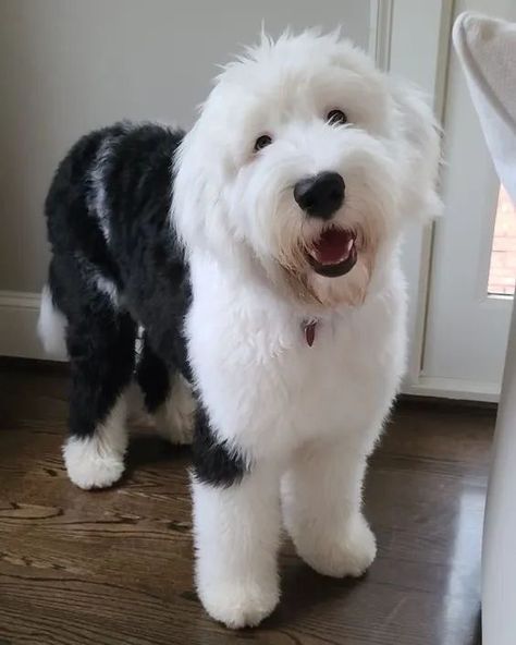 Old English Sheepdog Puppy, Big Fluffy Dogs, Sheepadoodle Puppy, Dog Haircuts, English Sheepdog, Old English Sheepdog, Pretty Dogs, Silly Dogs, Fluffy Dogs