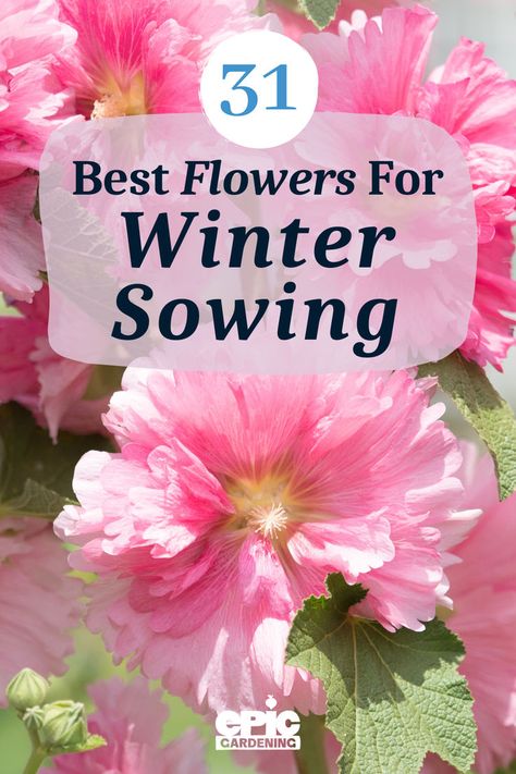 Close up of large pink flower blooms Best Flowers For Winter Sowing, Winter Sowing Flowers, Winter Sowing Seeds Zone 6, Winter Sowing Seeds, Milk Jugs Garden, When To Start Seeds Indoors, Annual Flower Garden, Starting Garden, When To Start Seeds