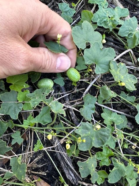 Florida Foraging Edible Plants, Homesteading In Florida, Florida Foraging, Edible Forest, Wild Lettuce, Wild Foraging, Survival Hacks, Backyard Farm, Edible Wild Plants