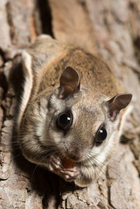 flying squirrel Fav Pet, Squirrel Species, Squirrel Tattoo, Flying Squirrels, Cute Animal Tattoos, Tattoo Nature, Flying Squirrel, Precious Animals, Chinchillas