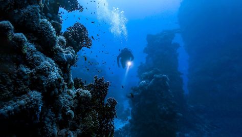 Plastic bag found at the bottom of the Mariana Trench Challenger Deep, Mariana Trench, Deep Sea Diver, Sea Diving, Deep Sea Diving, Marianas Trench, Clear Lake, Oceans Of The World, Underwater World