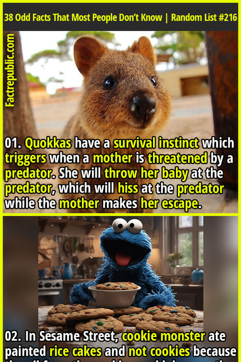 01. Quokkas have a survival instinct which triggers when a mother is threatened by a predator. She will throw her baby at the predator, which will hiss at the predator while the mother makes her escape. Odd Facts, Fact Republic, The Predator, Survival Instinct, Random Facts, Garage Design, Aircraft Carrier, Interesting Stuff, Don T Know