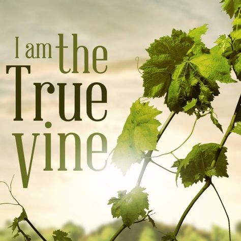 I Am The True Vine, Abide In Christ, Vine And Branches, Inductive Bible Study, Garden Of Gethsemane, True Vine, Who Is Jesus, Bible Commentary, Sacred Scripture