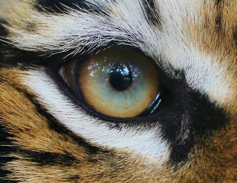 Eye Of The Tiger, Katie ♡ Tiger Eye Photography, Tiger Close Up Photography, Tiger Eye Close Up, Tiger Close Up, Animal Eye Photography, Animal Eyes Photography, Animal Eyes Close Up, Animals Eyes, Tiger World