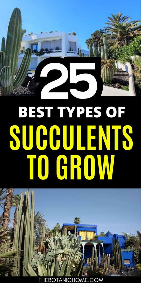 A guide to the best types of succulents with succulent types chart and types of succulents with pictures. Includes tips on growing different succulents plants and exploring succulent names. Types Of House Plants, Fast Growing Privacy Shrubs, Tall Succulents, Different Types Of Succulents, Small Garden Layout, Succulent Names, Garden Front Of House, Shrubs For Privacy, Privacy Landscaping