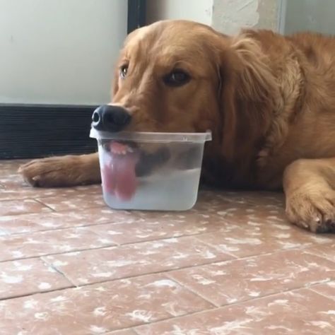 Well...that's one way to drink water😂👅❤ 📹:@goldenmayaof Airedale Terrier, Funny Dog Videos, Golden Retrievers, Dog Behavior, Dog Gifs, Funny Animal Pictures, Dog Training Tips, Funny Cartoon, Training Your Dog