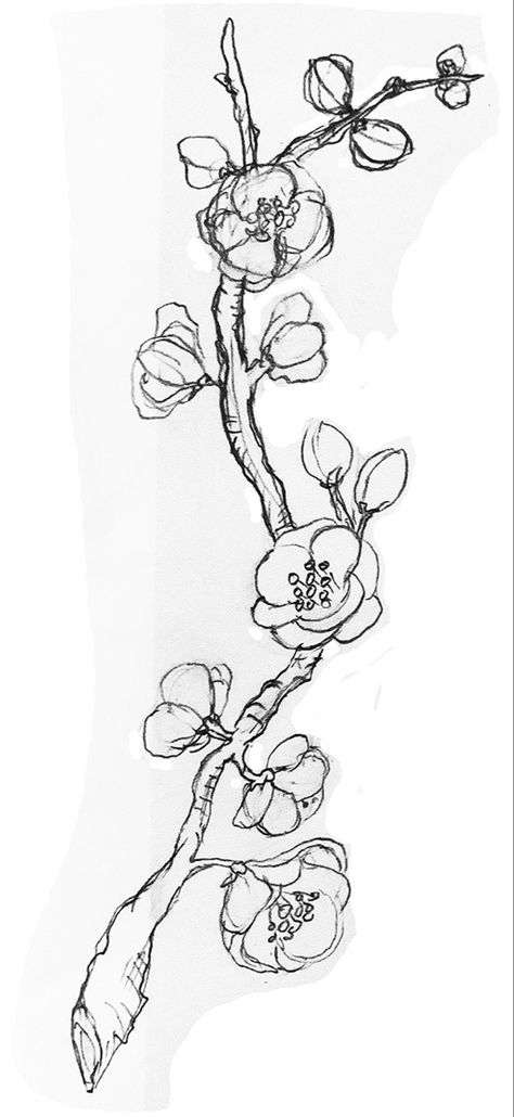 Pomegranate Sketch, Pomegranate Flower Tattoo, Pomegranate Drawing, Pomegranate Tattoo, Apricot Blossom, Cute Small Tattoos, Blossom Tattoo, Body Pose Drawing, Flower Sketches