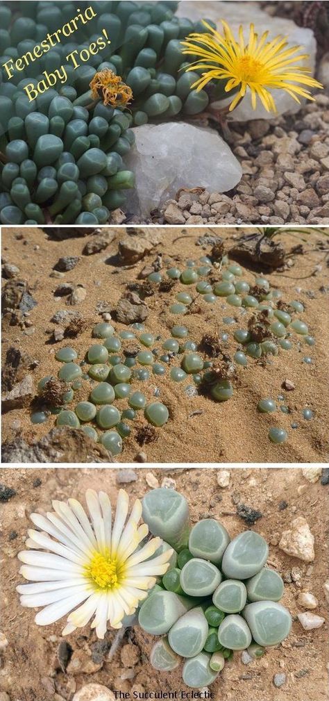 Fenestraria baby toes succulent is so easy to grow, people often "kill it with kindness"! Learn all about how to grow this adorable succulent! Mimicry Plant, Succulent Soil, Succulent Care, Succulents Indoor, Front Yard Garden, Healthy Babies, Succulents Diy, Plant Needs, Grow Lights