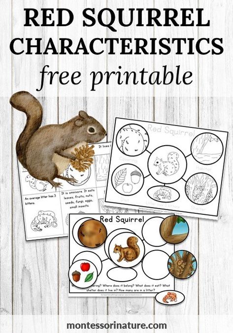 Characteristics Of The Red Squirrel – Free Printable - Montessori Nature Picture Of Squirrel, Life Cycle Of A Squirrel, Squirrel Kindergarten Activities, Preschool Squirrel Activities, Squirrel Activities For Preschoolers, Squirrel Activities, Squirrel Scouts, Squirrel Printable, Squirrel Craft