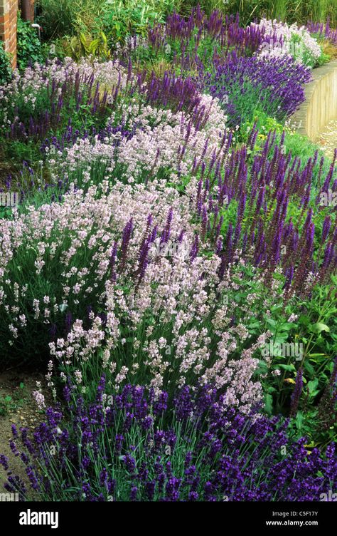 Landscaping Gravel, Lavender Stock, Modern Gardening, Lavender Hedge, Garden Sanctuary, Lavender Plants, Purple Border, Raised Flower Beds, Garden Flower Beds