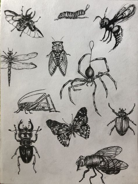 Bugs Drawing Aesthetic, Bug Drawings Aesthetic, Flying Bugs Drawing, Flying Bug Tattoo, A Fly Drawing, Bug Sketches Drawing, Tattoo Ideas Bugs, Bugs Tattoo Insects, Cool Bug Tattoos