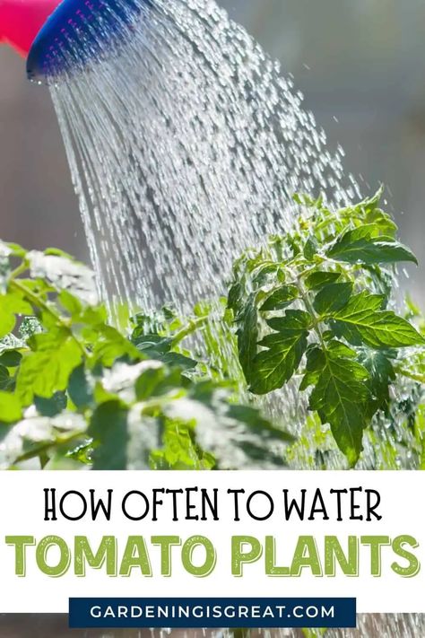 How Often To Water Tomato Plants? | Gardening is Great Watering Tomatoes, Growing Vegetables At Home, Tomato Fertilizer, Growing Organic Tomatoes, Growing Tomato Plants, Types Of Tomatoes, Garden Remedies, Vegetable Farming, Starting A Vegetable Garden