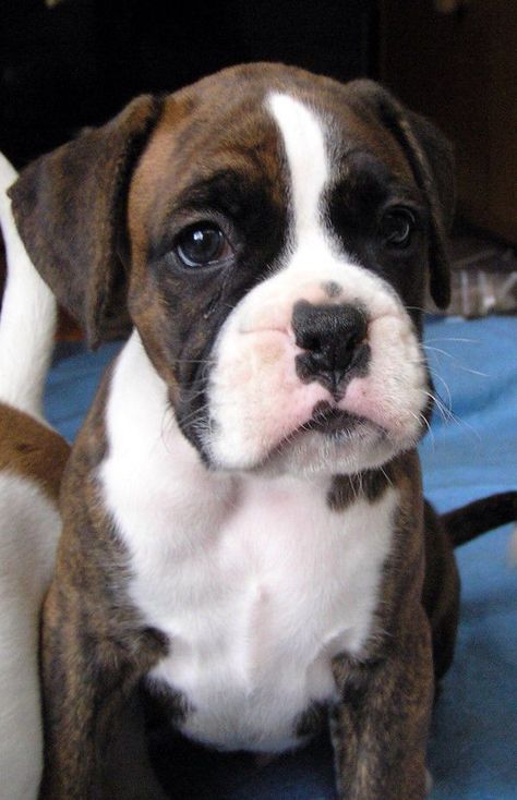 Sweet brindled boxer puppy! Boxer Dog Puppy, Brindle Boxer, Boxer And Baby, Dog White, Cesar Millan, Boxer (dog), Boxer Puppy, Boxer Love, Boxer Puppies