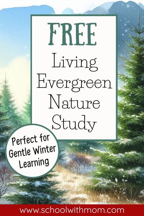 A FREE gentle nature study lesson about evergreen trees perfect for Charlotte Mason homeschoolers looking for an enjoyable winter nature study.
Homeschool In Nature|Winter Homeschool Themes|Winter Nature School Activities|
Winter Unit Study Homeschool January Unit Studies, Winter Nature Study, Winter Homeschool Unit, Unit Studies Homeschool Elementary, Winter Forest School, Nature Schooling, Winter Unit Study, Free Charlotte Mason, Unit Study Homeschool