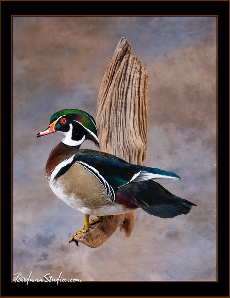 Drake Wood Duck Mount, Wood Duck Mounts Ideas, Wood Duck Taxidermy, Wood Duck Mounts, Duck Taxidermy, Duck Mounts, Waterfowl Taxidermy, Duck Mount, Taxidermy Wall