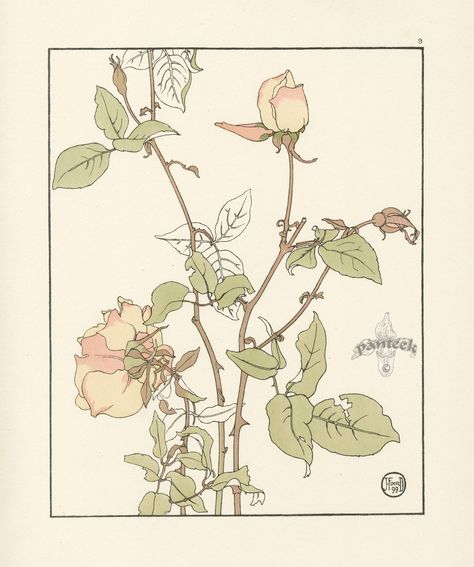 The Rose Safrano - Jeannie Foord - "Decorative Flower Studies", Pochoir Prints, 1901. Flower Studies, Art Nouveau Illustration, Drawing Flowers, Scottish Artists, Vintage Botanical Prints, Plant Drawing, Art Nouveau Design, Botanical Drawings, Plant Illustration