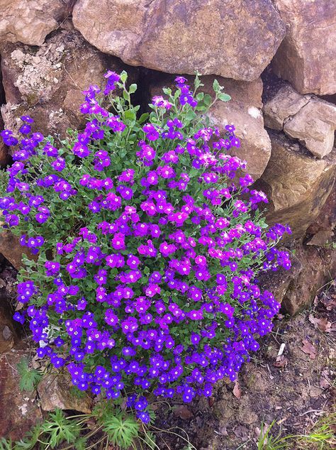 Rock Garden Landscaping, Garden Help, Patio Landscaping, Courtyard Garden, Ground Cover, Shade Garden, Rock Garden, Outdoor Plants, Vertical Garden