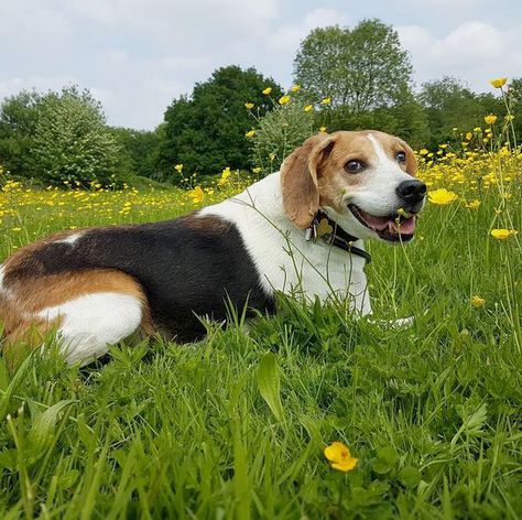 Harrier Hound, Harrier Dog, Dog Breeds Pictures, Dog Cat Pictures, Virtual Pet, Dogs Of The World, The Dogs, Dog Breed, Pet Dog