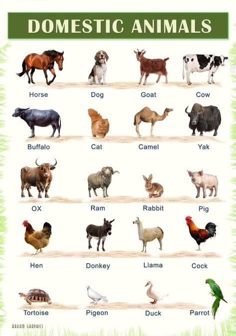 Masculine And Feminine Gender Of Animals In English - Mr Mrs English E11 Domestic And Wild Animals Chart, Pet Animals Chart, Domestic Animals Chart, Masculine And Feminine Gender, Gender Of Animals, Education Chart, Animals Chart, Domestic And Wild Animals, Animals Name List