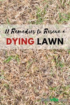 Lawn Repair, Ways To Save Water, Aerate Lawn, Diy Lawn, Lawn Care Tips, Lush Lawn, Healthy Lawn, Lawn Maintenance, Healthy Garden