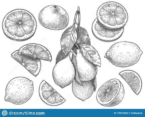 Lemon Slice Drawing, Lemon Outline, Lemon Slice Tattoo, Citrus Tattoo, Lemon Sketch, Botanisches Tattoo, Lemon Drawing, Fruit Sketch, Citrus Slices