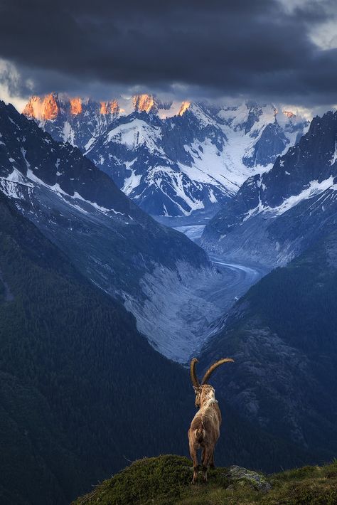 Chamonix, Haute-Savoie, France by sven483 Regnul Animal, Landscape Designs, Mountain Goat, Nature Animals, Drawing Tips, Landscape Photographers, Amazing Nature, Nature Photos, Animal Kingdom