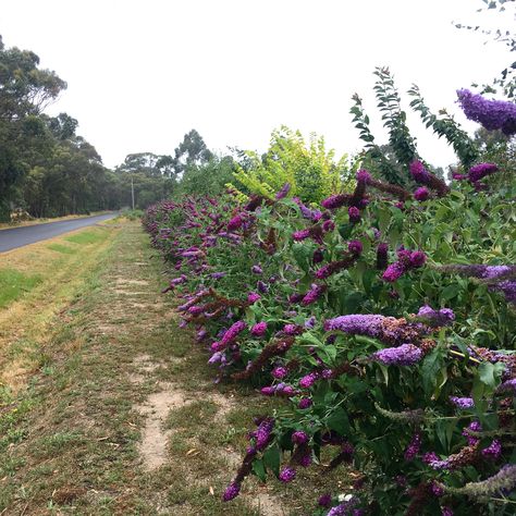 Budleija hedge  Butterfly bush hedge  Budleja hedge Butterfly Bush Hedge, Hedge Bindweed, Pugster Butterfly Bush, Pugster Amethyst Butterfly Bush, Nanho Purple Butterfly Bush, Butterfly Bush, Desert Garden, Hedges, Fence