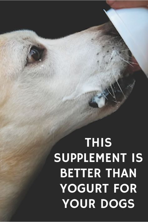 Have you ever hear that yogurt is good for the health of your dog's gut? Click here to find out what is better! Yogurt For Dogs, Dog Farts, Benefits Of Probiotics, Dog Probiotics, Probiotics For Dogs, Probiotic Benefits, Natural Probiotics, Best Probiotic, Dog Health Care