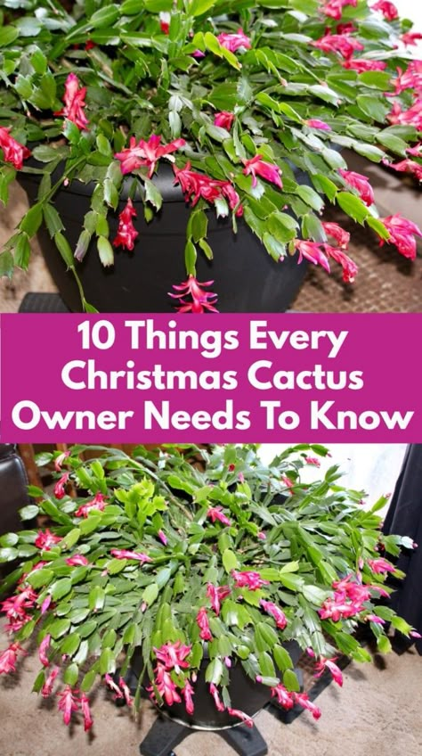 Christmas Cactus Propagation, Christmas Cactus Care, Houses Black, Christmas Cactus Plant, Easter Cactus, Thanksgiving Cactus, Holiday Cactus, Cactus Rose, Garden Remedies