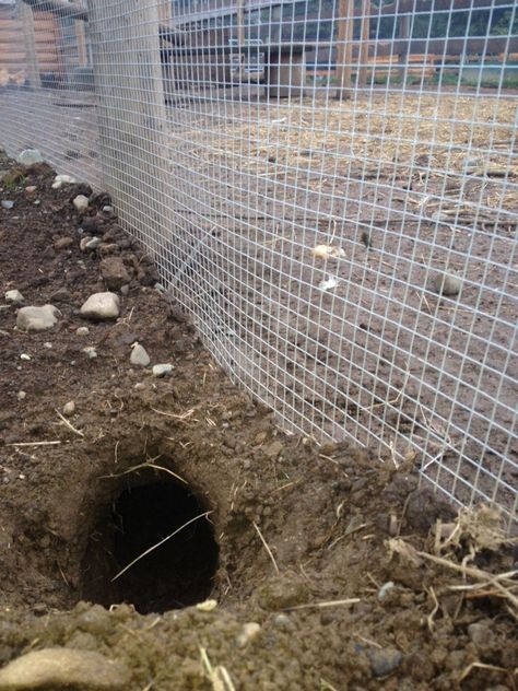 Our [Cheap] Log Chicken Coop | BackYard Chickens Log Chicken Coop, Backyard Chicken Run, Chicken Run Ideas Diy, Backyard Chicken Coop Diy, Chicken Backyard, Chicken Coop Backyard, Chicken Coop Designs Diy, Chook Pen, Chicken Coop Plans Free