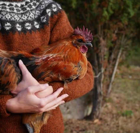 Future Farms, Down On The Farm, Cottagecore Aesthetic, A Chicken, Slow Living, Country Life, Farm Life, Country Living, Farm Animals