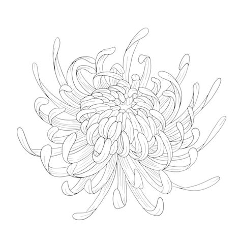 Chrysanthemum Illustration Simple, How To Draw A Chrysanthemum, Chrisantem Tattoo, Chrysanthemum Sketch, Crysantenum Flower, Chrysanthemum Drawing, Viet Art, Ancient Art Tattoo, Floral Stencil