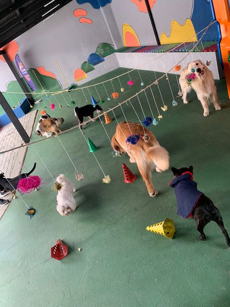 Doggy Day Care Ideas, Doggy Daycare Aesthetic, Dog Boarding Facility Ideas Pet Resort, Dog Daycare Ideas, Pet Hotel Design, Dog Daycare Business, Hotel Pet, Dog Station, Dog Friendly Backyard