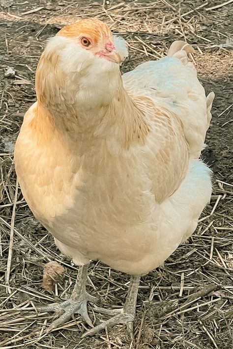 Ameracauna Chicken, Cinnamon Queen Chicken, Araucana Chickens, Ameraucana Chicken, Easter Egger Chicken, Wild Chicken, Red Peas, Chickens In The Winter, Easter Eggers