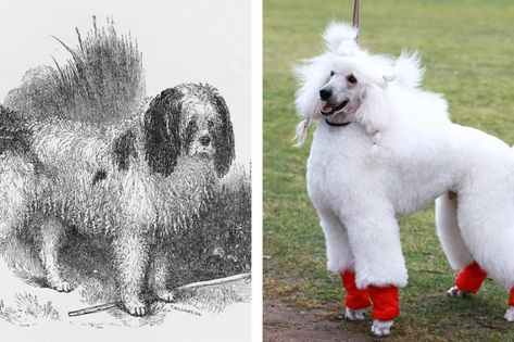 This Is What 6 Dog Breeds Looked Like 100 Years Ago #animals #history #dogs Dog Breeds 100 Years Ago, Every Dog Breed, Popular Dog Breeds, Most Popular Dog Breeds, 100 Years Ago, American Kennel Club, Popular Dog, Dog Breed, 100 Years