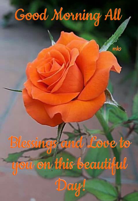 Hv a great sunday Flower Reference, نباتات منزلية, Fleur Orange, Country Gardens, Rose Pictures, Most Beautiful Flowers, Orange Roses, Beautiful Rose Flowers, Garden Care