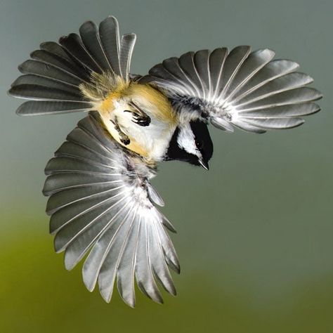 Birds in mid-flight photographed by Roy Hancliff Chickadee Tattoo, Chickadee Bird, Black Capped Chickadee, Birds In The Sky, Bird Wings, Kinds Of Birds, Animal Pics, Bird Pictures, Birds Tattoo