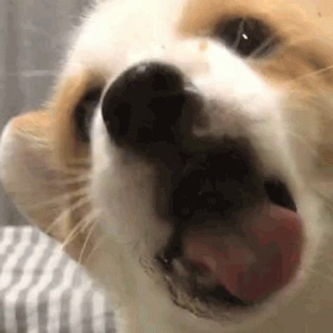 Doggo Puppy GIF - Doggo Puppy Cute - Discover & Share GIFs Puppies Gif, Corgi Gif, Dog Animation, Puppy Cute, Cute Puppy Videos, Happy Puppy, Read Image, Animated Gif, Cool Gifs