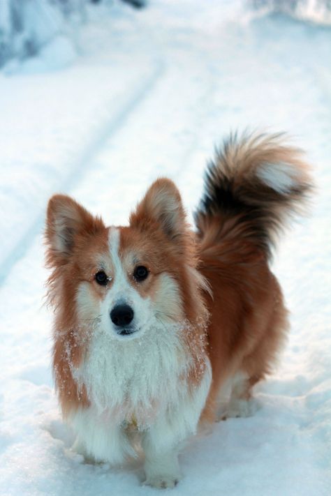 Watson the fluffy corgi got his beard full of snow Corgi Facts, Fluffy Corgi, Corgi Mix, Corgi Puppy, Cute Corgi, Pembroke Welsh Corgi, Corgi Dog, Welsh Corgi, Baby Dogs