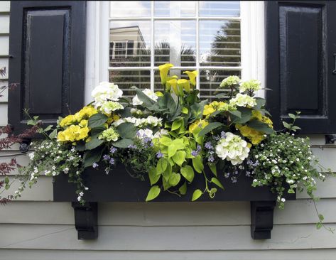 Amazing window box with yellow flowers. Yellow calla lilies hydrangeas sweet potato vine yellow and white easy planting show stopper warm and cool climates sun shade Black Window Box, Flowers Window, Window Box Plants, Window Planter, Plant Window, Black Shutters, Box Flowers, Window Box Flowers, Window Planters