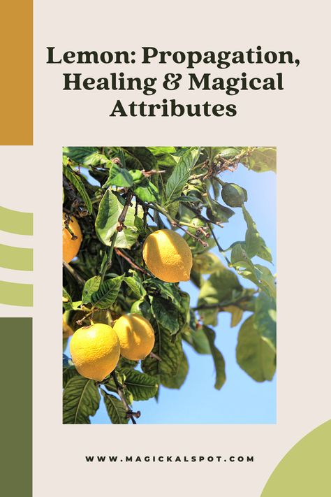 Discover the versatile and magical lemon, from its propagation and healing properties to its powerful symbolic and magical attributes. Learn how to grow your own lemon tree, and explore the many ways lemons can be used for physical and spiritual healing. Whether you're interested in herbalism or simply love the refreshing taste and aroma of lemons, this article is a must-read for anyone seeking to unlock the full potential of this remarkable fruit. Lemon Symbolism, How To Unblock Chakras, Cleansing Spells, Feminine Spirituality, Magickal Herbs, Moon Water, Divine Feminine Spirituality, Kitchen Witchery, Magical Herbs