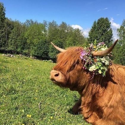 Farm Witch, Finland Landscape, Highlander Cows, Scottish Cows, Happy Midsummer, Animal Fusion, Scottish Highland Cow, Fluffy Cows