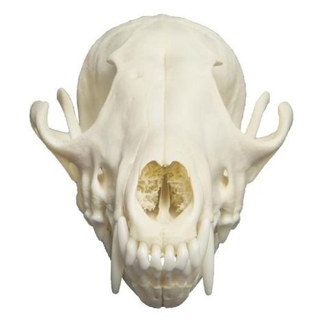 Skull Front View, Red Fox Skull, Fox Drawing Easy, Fox Face Paint, Fox Skull, Skull Reference, Fox Crafts, Fox Sake, Missing Teeth