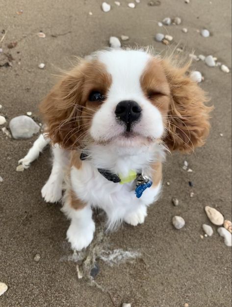 Cavalier Dog, King Charles Puppy, Cavalier Puppy, Cavalier King Charles Dog, Aesthetic Dog, King Charles Dog, Very Cute Puppies, King Charles Cavalier Spaniel Puppy, Cute Animals Puppies