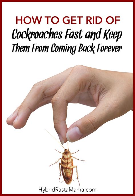 How To Get Rid Of Cockroaches Fast Diy, Kill Cockroaches Fast, Getting Rid Of Roaches, Get Rid Of Cockroaches Naturally, Cockroach Killer, Cockroaches How To Get Rid Of Diy, Get Rid Of Roaches Fast House, Roach Repellent, Borax Roach Killer Recipe